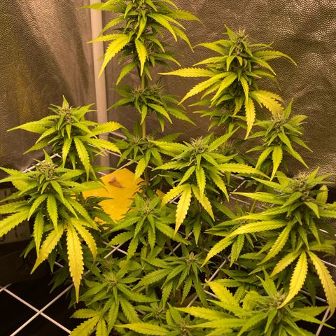 Fiona growlog timeline photo