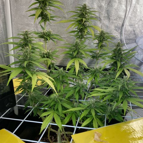 Fiona growlog timeline photo