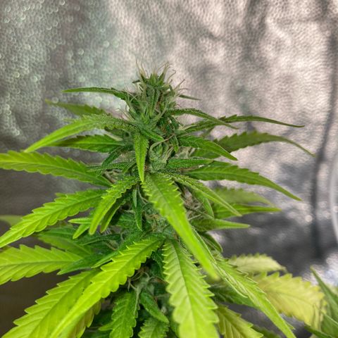 Fiona growlog timeline photo