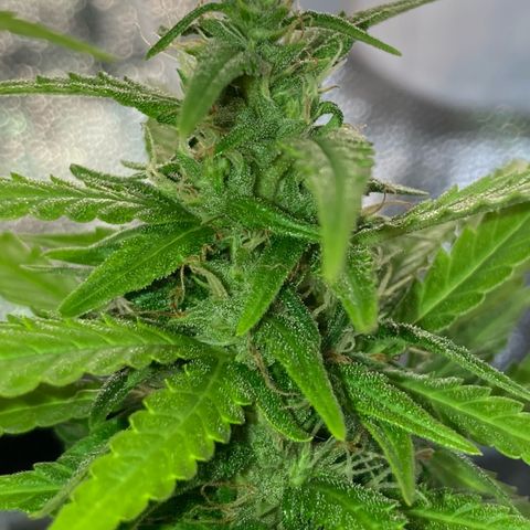 Fiona growlog timeline photo