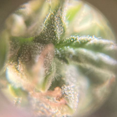 Fiona growlog photo: bastante resina!!