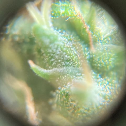Fiona growlog photo: bastante resina!!