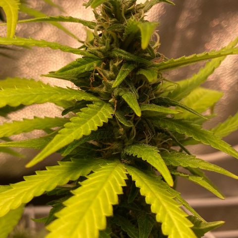Fiona growlog photo: bastante resina!!