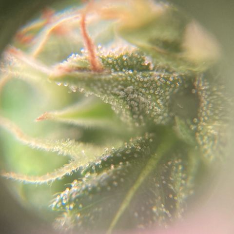 Fiona growlog photo: bastante resina!!