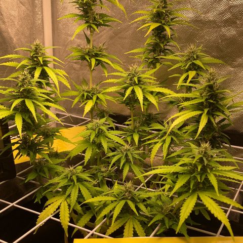 Fiona growlog photo: bastante resina!!