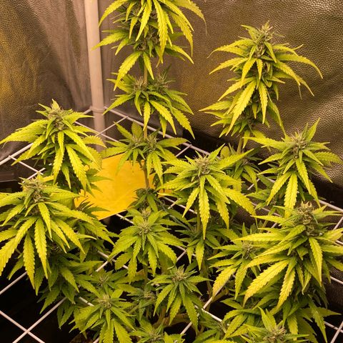 Fiona growlog timeline photo