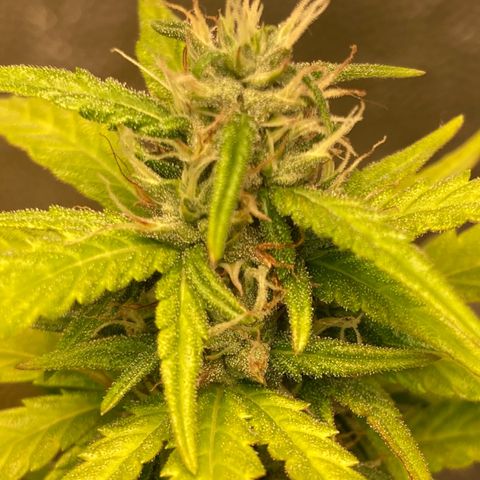 Fiona growlog photo: todas os tops buds estão nessa foto