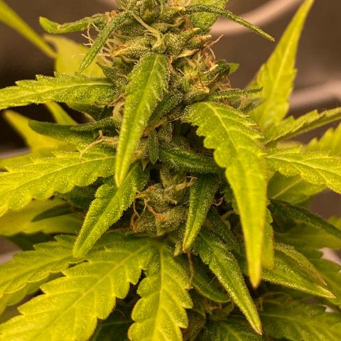 Fiona growlog photo: todas os tops buds estão nessa foto