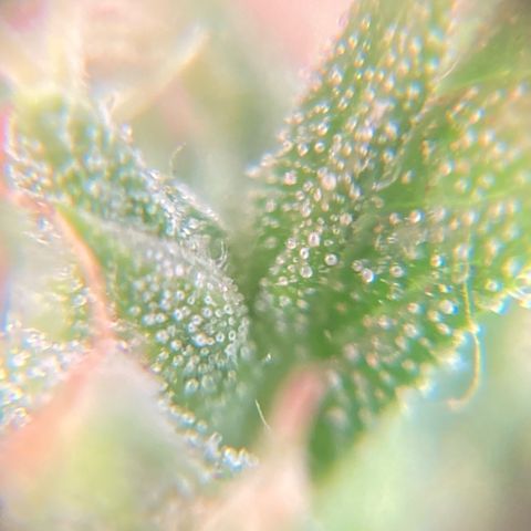 Fiona growlog photo: ainda bem transparentes