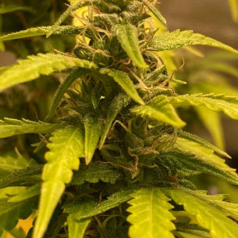 Fiona growlog photo: todas os tops buds estão nessa foto