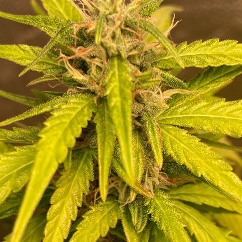 Fiona growlog photo: todas os tops buds estão nessa foto