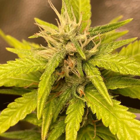Fiona growlog photo: todas os tops buds estão nessa foto