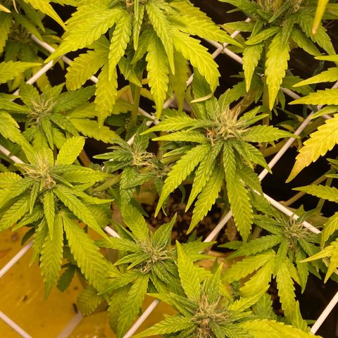 Fiona growlog photo: todas os tops buds estão nessa foto