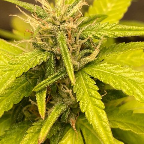 Fiona growlog photo: todas os tops buds estão nessa foto