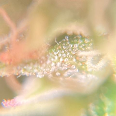 Fiona growlog photo: ainda bem transparentes