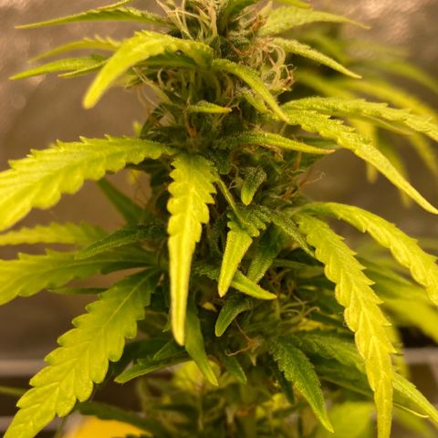 Fiona growlog photo: todas os tops buds estão nessa foto