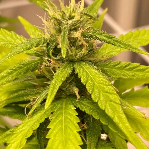 Fiona growlog photo: todas os tops buds estão nessa foto