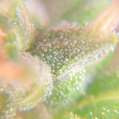 Fiona growlog photo: ainda bem transparentes