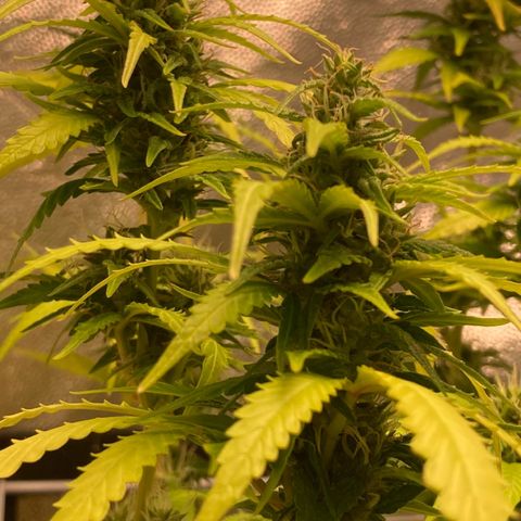 Fiona growlog timeline photo