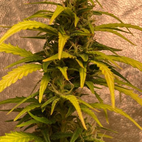 Fiona growlog timeline photo