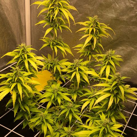 Fiona growlog timeline photo