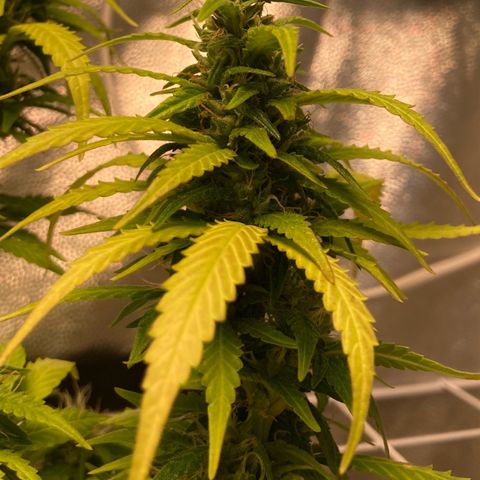 Fiona growlog timeline photo