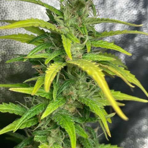 Fiona growlog timeline photo
