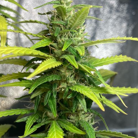 Fiona growlog timeline photo