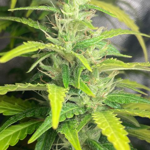 Fiona growlog timeline photo