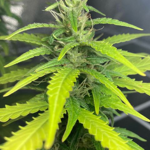 Fiona growlog timeline photo