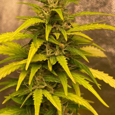 Fiona growlog timeline photo