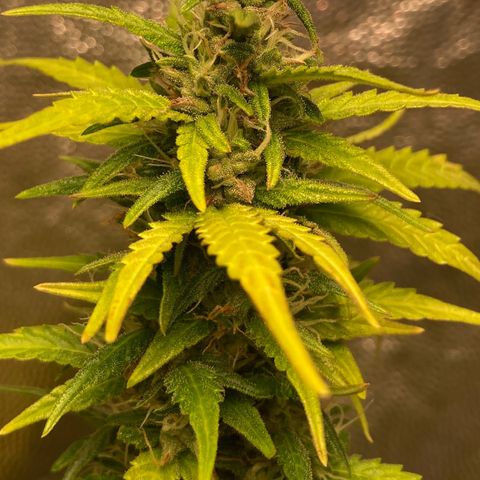 Fiona growlog timeline photo