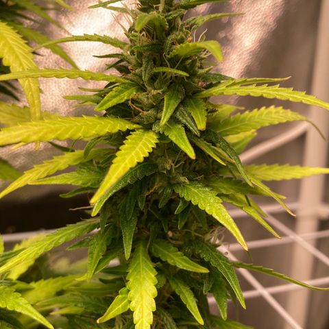 Fiona growlog timeline photo