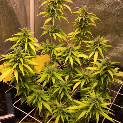 Fiona growlog timeline photo