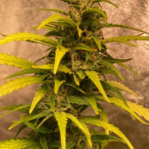 Fiona growlog timeline photo