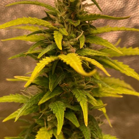 Fiona growlog timeline photo
