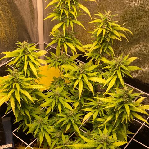 Fiona growlog timeline photo
