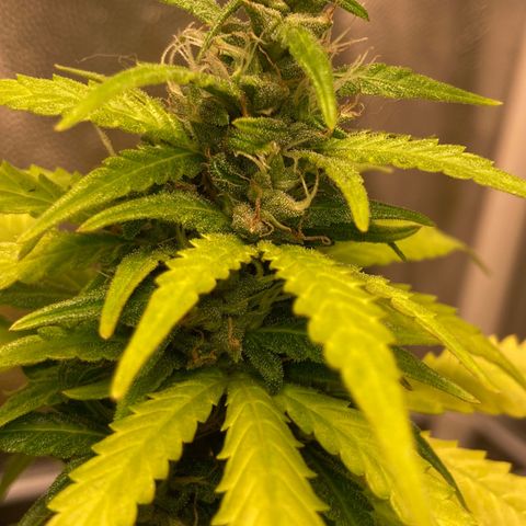 Fiona growlog timeline photo