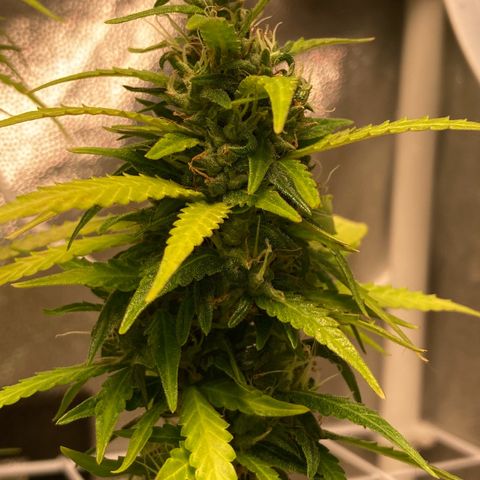 Fiona growlog photo: Gordaaaa