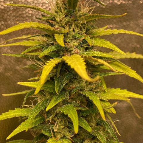 Fiona growlog photo: Gordaaaa