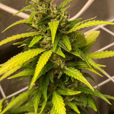 Fiona growlog photo: Gordaaaa