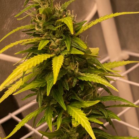 Fiona growlog photo: Gordaaaa