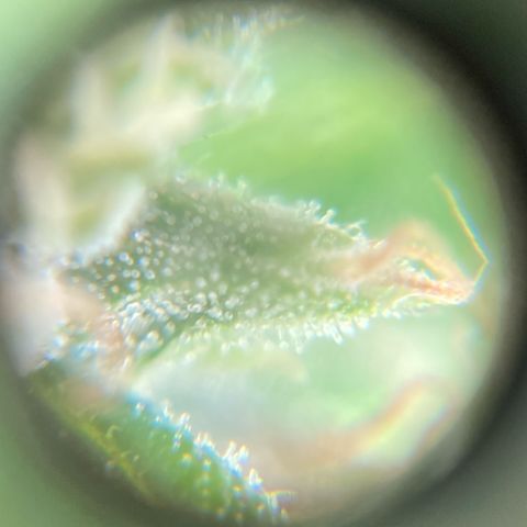 Fiona growlog photo: Eu quero colher mas nunca fica pronto 👍