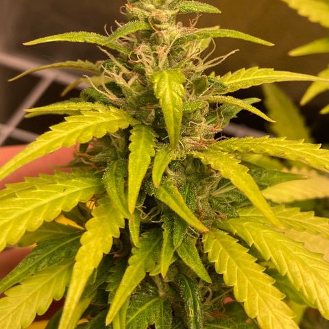 Fiona growlog photo: Gordaaaa