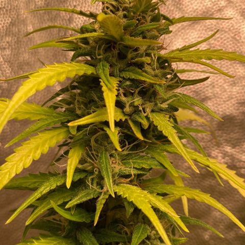 Fiona growlog photo: Gordaaaa
