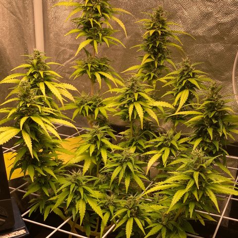 Fiona growlog photo: Gordaaaa