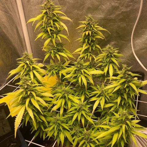 Fiona growlog timeline photo
