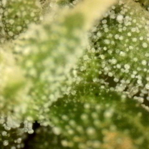 Fiona growlog timeline photo