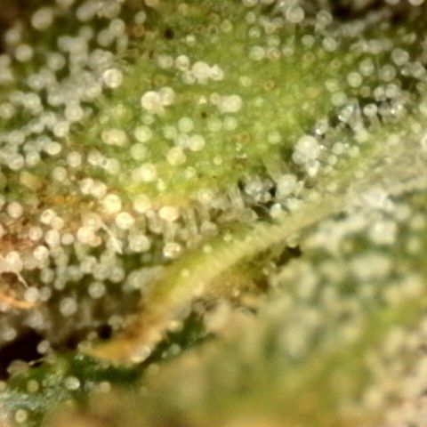 Fiona growlog timeline photo
