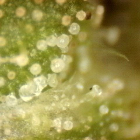 Fiona growlog timeline photo